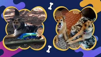 Two photos of a German Shepherd in bone-shaped frames
